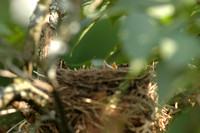 Robins in Nest 2006